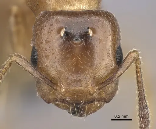 Crematogaster dentata specimen CASENT0453568 image casent0453568_2