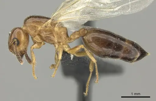 Crematogaster dentata specimen CASENT0453568 image casent0453568_3