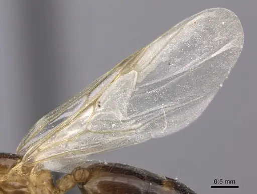 Crematogaster dentata specimen CASENT0453568 image casent0453568_4