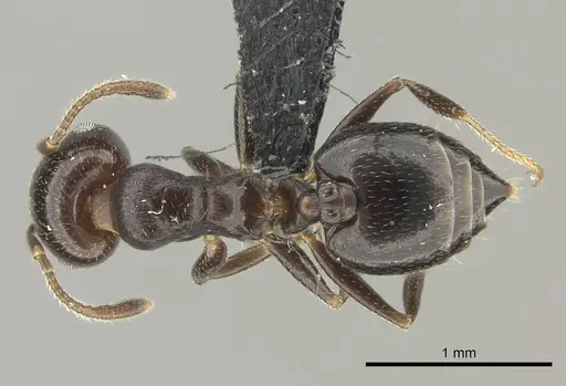 Crematogaster dentata specimen CASENT0456641 image casent0456641_1