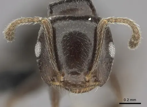 Crematogaster dentata specimen CASENT0456641 image casent0456641_2