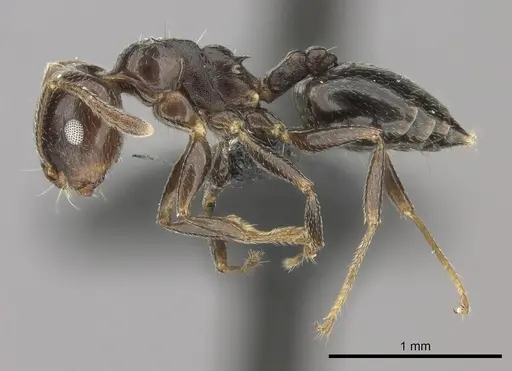 Crematogaster dentata specimen CASENT0456641 image casent0456641_3