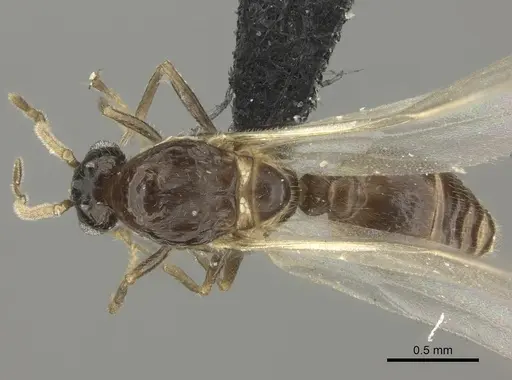Crematogaster dentata specimen CASENT0456644 image casent0456644_1