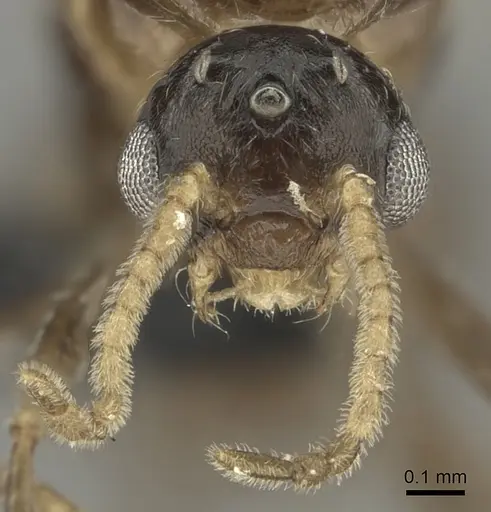Crematogaster dentata specimen CASENT0456644 image casent0456644_2