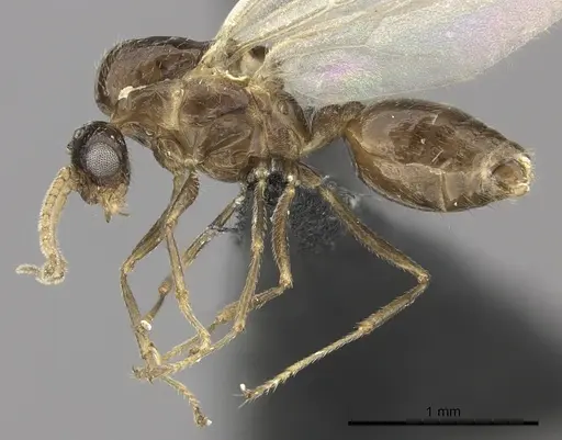 Crematogaster dentata specimen CASENT0456644 image casent0456644_3