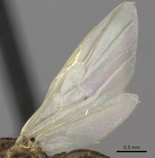 Crematogaster dentata specimen CASENT0456644 image casent0456644_4
