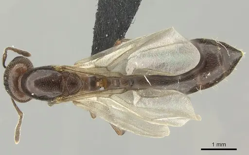Crematogaster dentata specimen CASENT0484928 image casent0484928_1