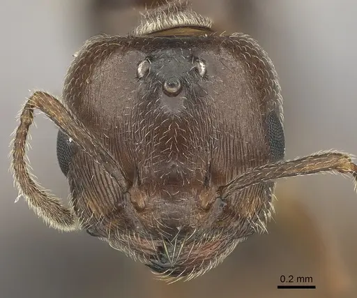 Crematogaster dentata specimen CASENT0484928 image casent0484928_2