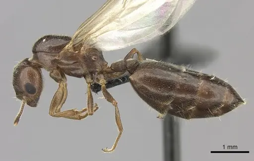 Crematogaster dentata specimen CASENT0484928 image casent0484928_3