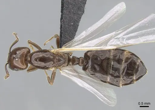 Crematogaster dentata specimen CASENT0484998 image casent0484998_1