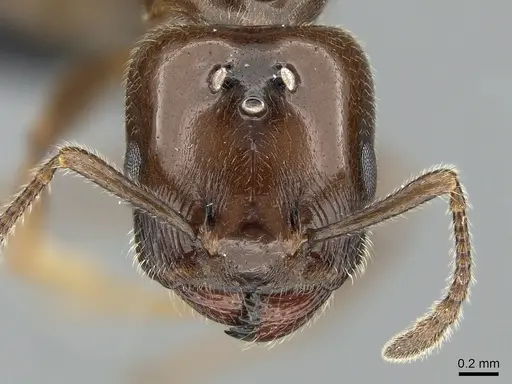 Crematogaster dentata specimen CASENT0484998 image casent0484998_2