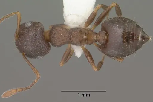Crematogaster dentinodis specimen CASENT0102830 image casent0102830_1