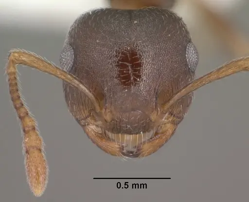 Crematogaster dentinodis specimen CASENT0102830 image casent0102830_2