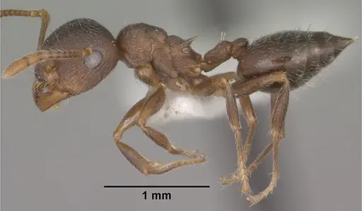 Crematogaster dentinodis specimen CASENT0102830 image casent0102830_3