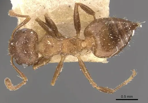 Crematogaster dentinodis specimen CASENT0908467 image casent0908467_1