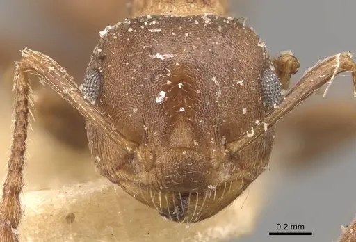 Crematogaster dentinodis specimen CASENT0908467 image casent0908467_2