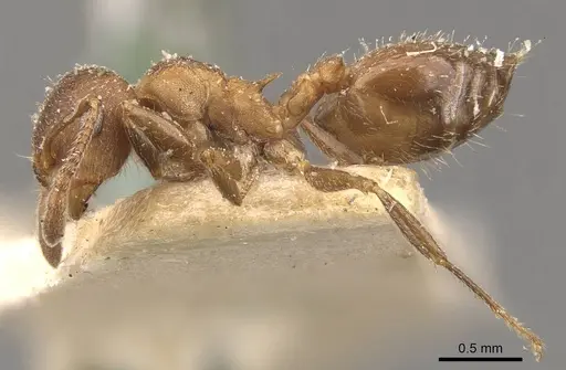 Crematogaster dentinodis specimen CASENT0908467 image casent0908467_3