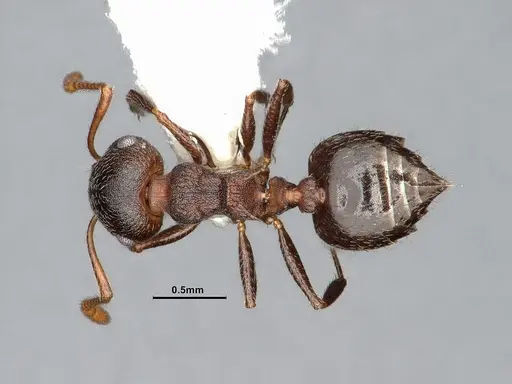 Crematogaster dentinodis specimen CASENT4031430 image casent4031430_1