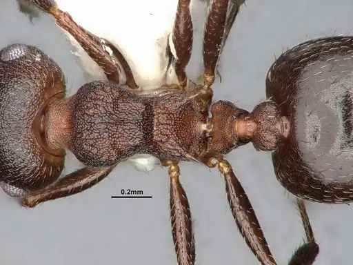 Crematogaster dentinodis specimen CASENT4031430 image casent4031430_2