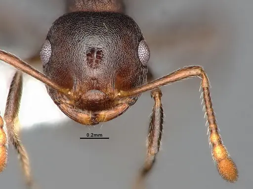 Crematogaster dentinodis specimen CASENT4031430 image casent4031430_3
