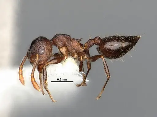 Crematogaster dentinodis specimen CASENT4031430 image casent4031430_4