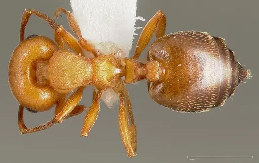 Crematogaster depilis specimen CASENT0005668 image casent0005668_1