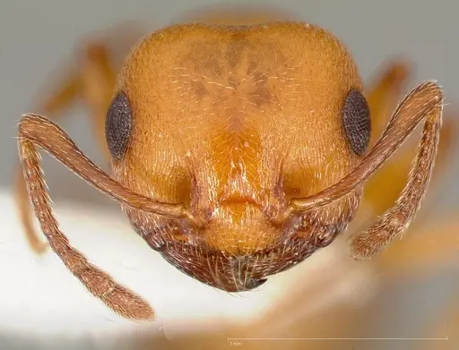 Crematogaster depilis specimen CASENT0005668 image casent0005668_2