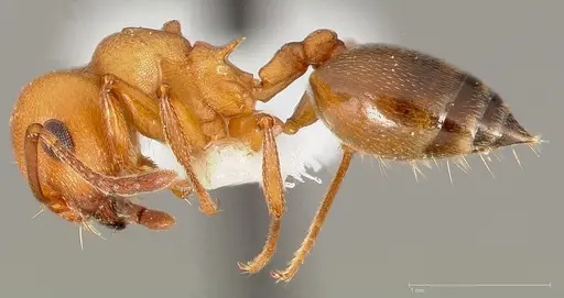 Crematogaster depilis specimen CASENT0005668 image casent0005668_3