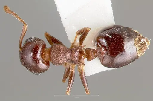 Crematogaster depilis specimen CASENT0005943 image casent0005943_1