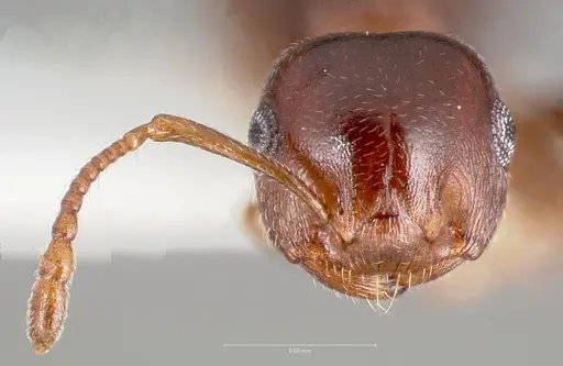 Crematogaster depilis specimen CASENT0005943 image casent0005943_2