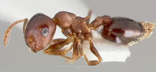 Crematogaster depilis specimen CASENT0005943 image casent0005943_3