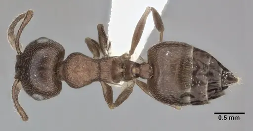 Crematogaster depilis specimen CASENT0246026 image casent0246026_1