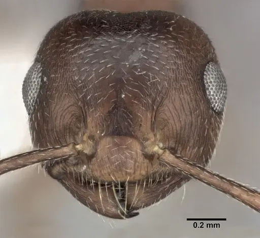 Crematogaster depilis specimen CASENT0246026 image casent0246026_2