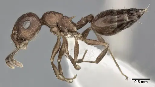 Crematogaster depilis specimen CASENT0246026 image casent0246026_3