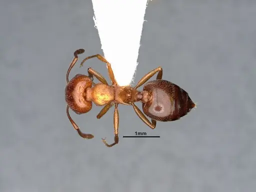 Crematogaster depilis specimen CASENT0796880 image casent0796880_1