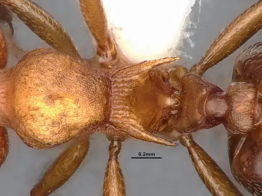 Crematogaster depilis specimen CASENT0796880 image casent0796880_2