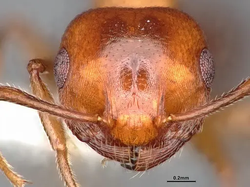 Crematogaster depilis specimen CASENT0796880 image casent0796880_3
