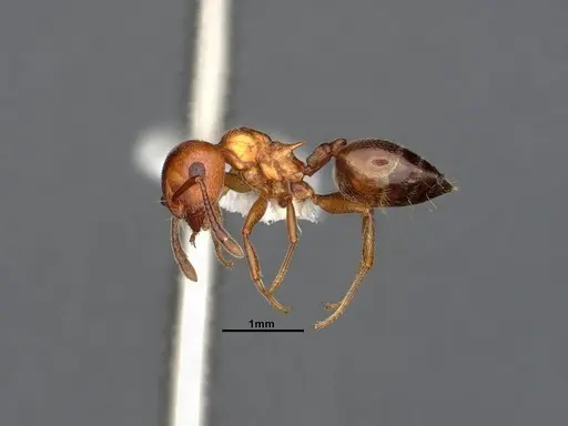 Crematogaster depilis specimen CASENT0796880 image casent0796880_4
