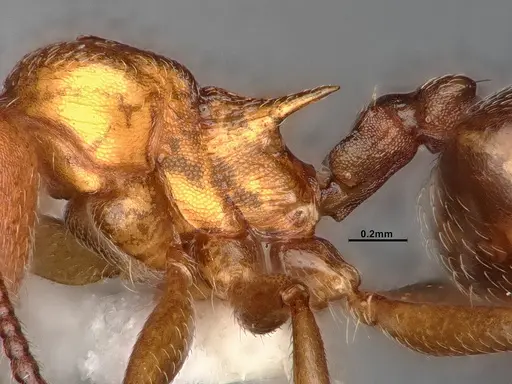 Crematogaster depilis specimen CASENT0796880 image casent0796880_5