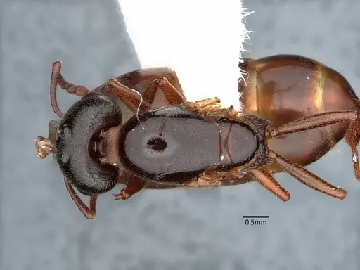 Crematogaster depilis specimen CASENT0882152 image casent0882152_1
