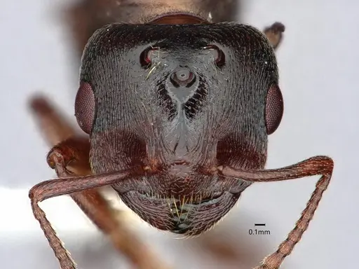 Crematogaster depilis specimen CASENT0882152 image casent0882152_2