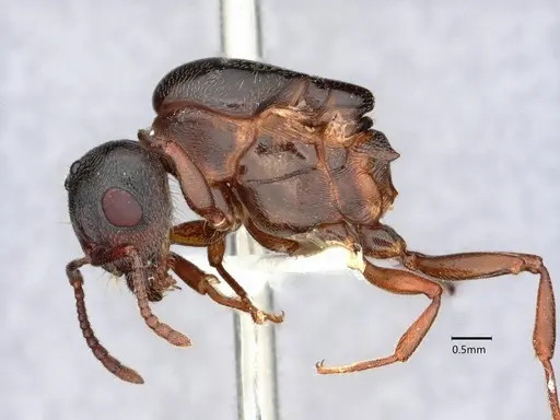 Crematogaster depilis specimen CASENT0882152 image casent0882152_3