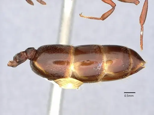 Crematogaster depilis specimen CASENT0882152 image casent0882152_4