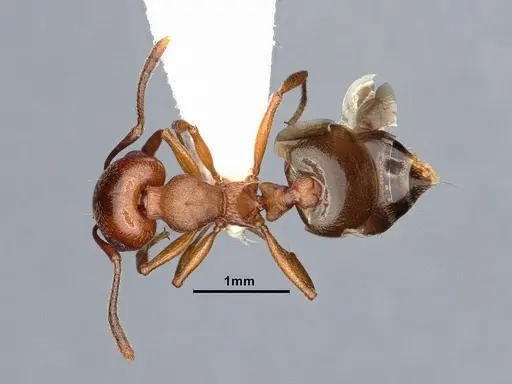 Crematogaster depilis specimen CASENT0884352 image casent0884352_1