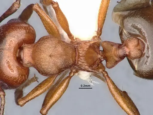 Crematogaster depilis specimen CASENT0884352 image casent0884352_2