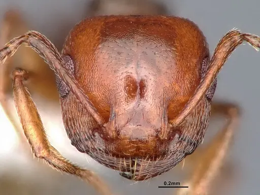 Crematogaster depilis specimen CASENT0884352 image casent0884352_3