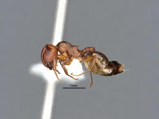 Crematogaster depilis specimen CASENT0884352 image casent0884352_4