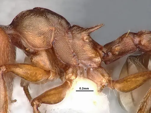 Crematogaster depilis specimen CASENT0884352 image casent0884352_5