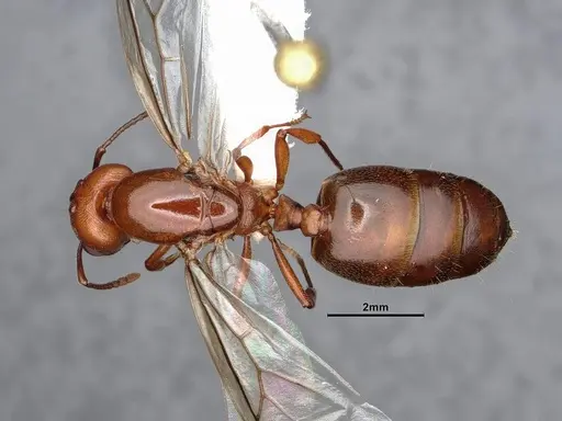 Crematogaster depilis specimen CASENT0884385 image casent0884385_1