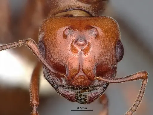 Crematogaster depilis specimen CASENT0884385 image casent0884385_2